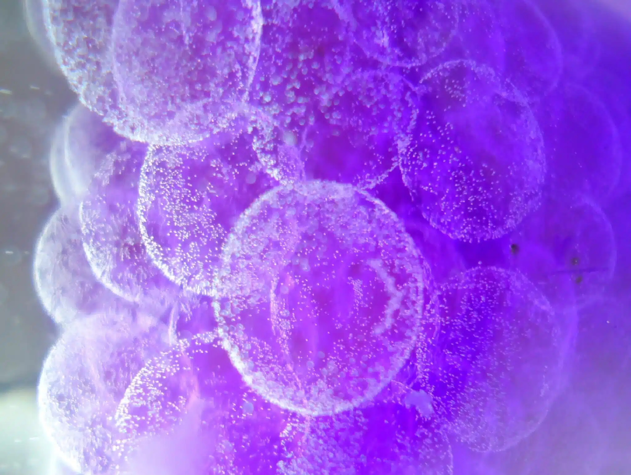 CerbaResearch_Oncology_Cover0001-2048x1541